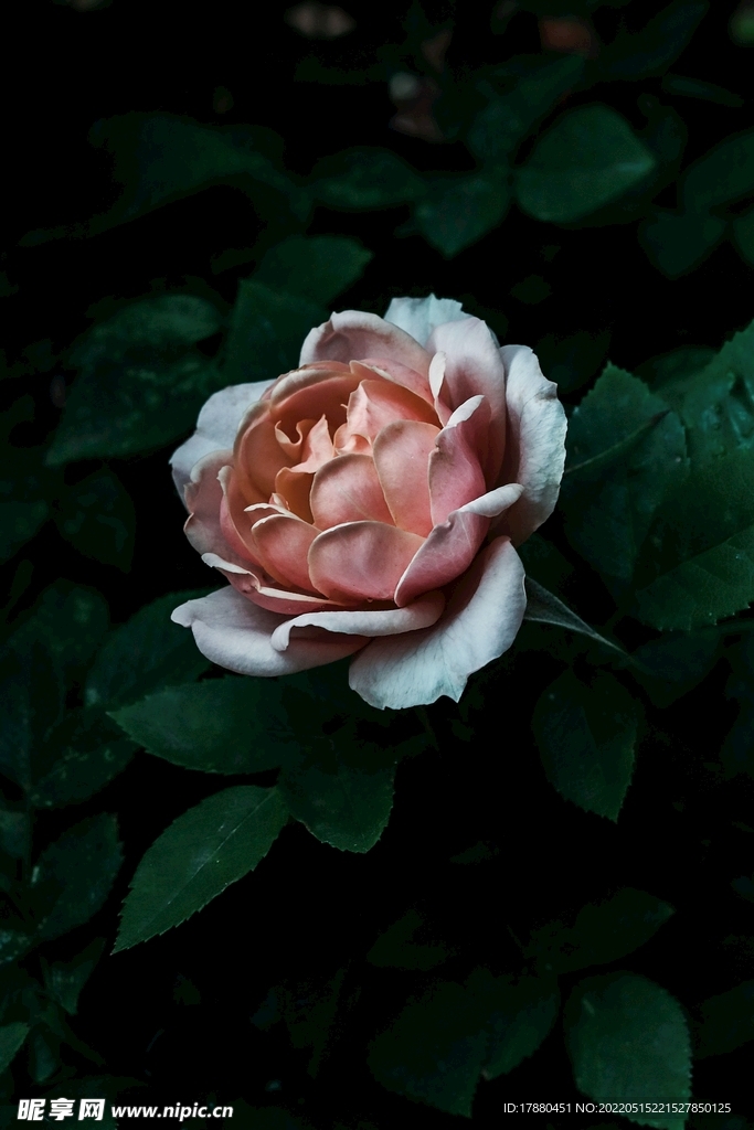 月季花