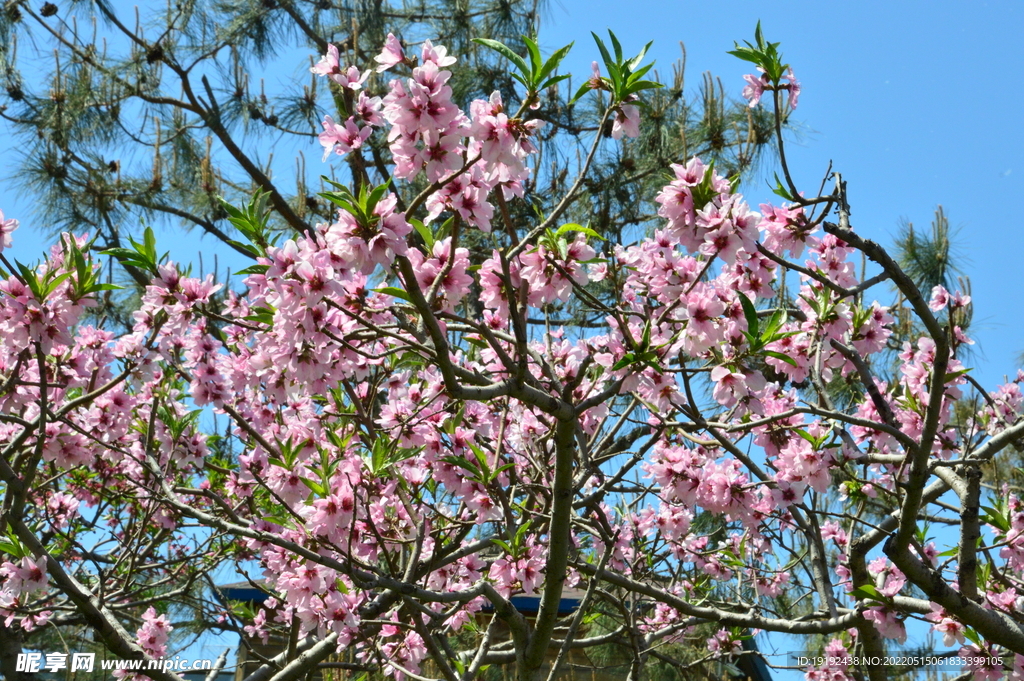 桃花 