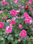 月季花
