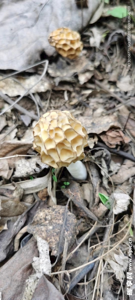 羊肚菌