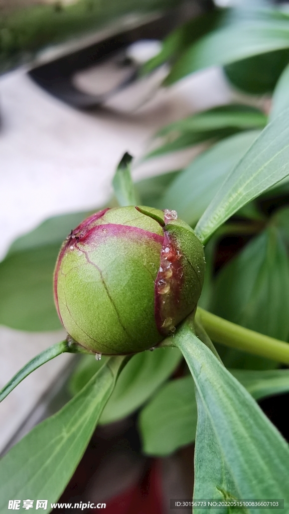 芍药花苞