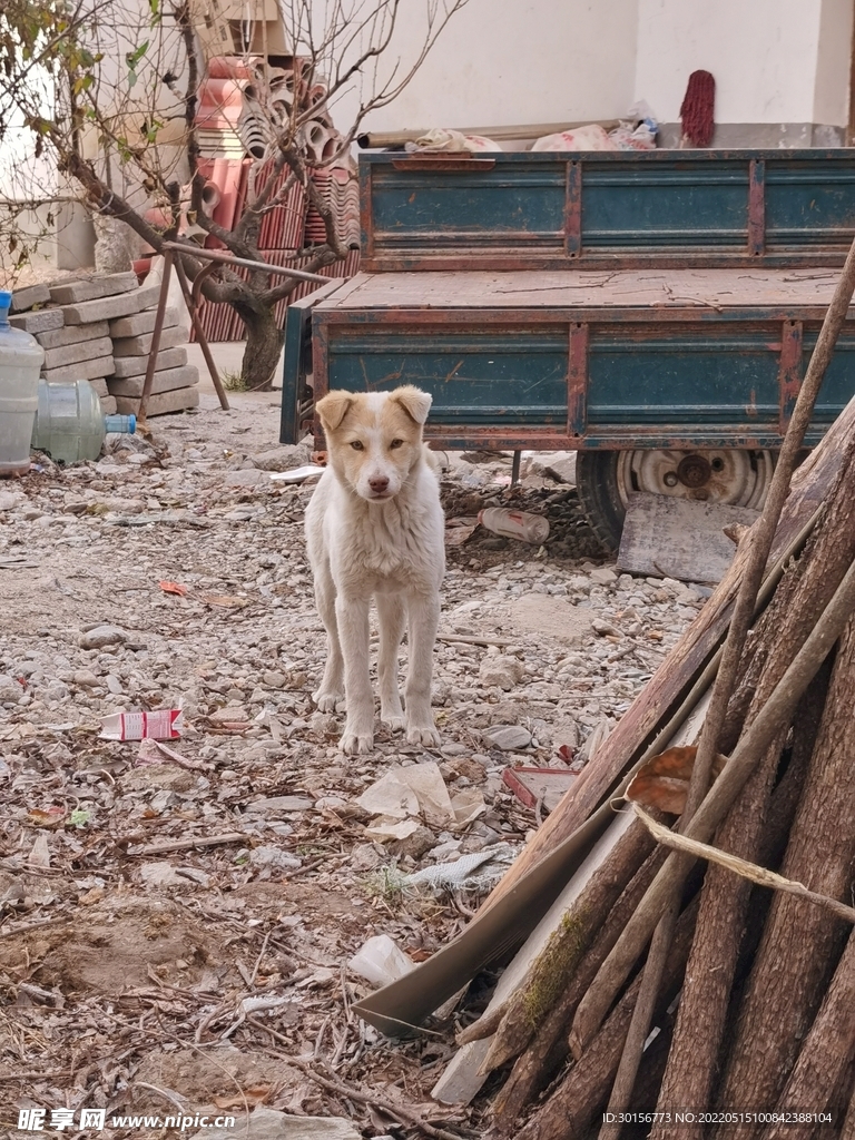 中华田园犬