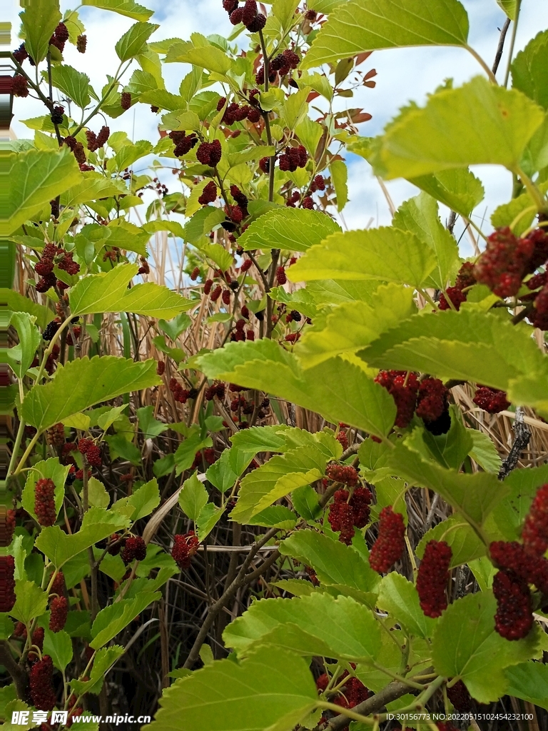 桑葚树