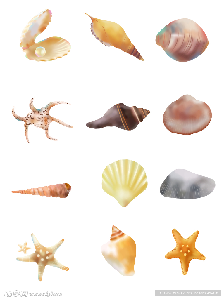 海星海螺贝壳插画
