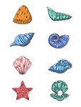 海洋元素贝壳