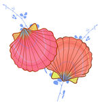 海洋生物贝壳插画 