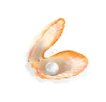 贝壳珍珠水彩插图 