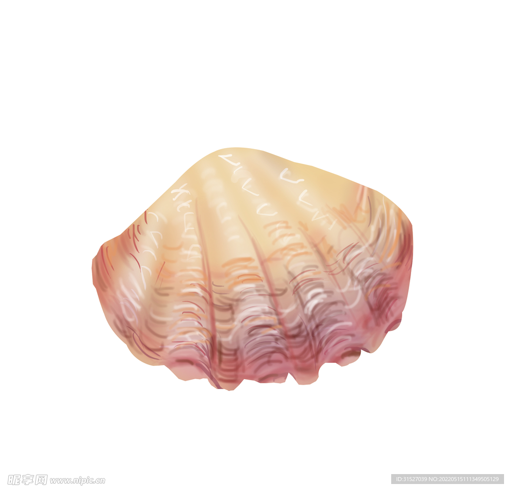 贝壳插画元素  