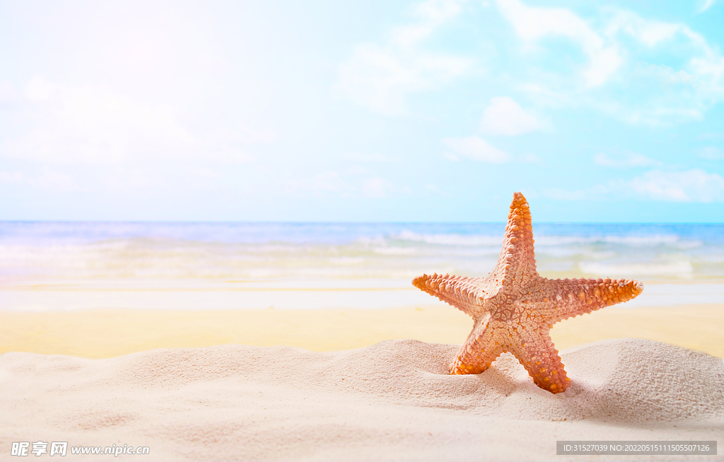 清新海边沙滩海星图片 