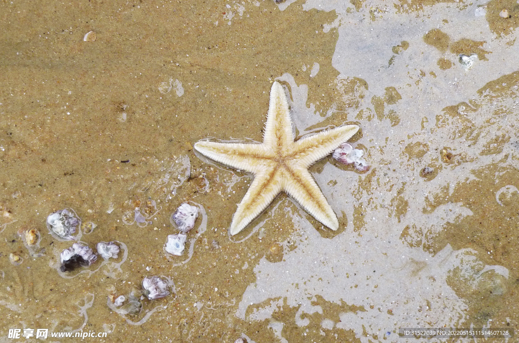 夏天沙滩海边海星  