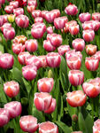 太子湾郁金香花