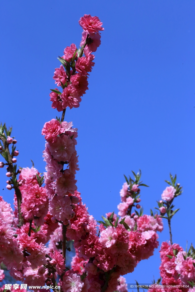 碧桃花 