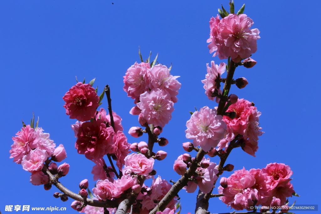 碧桃花 