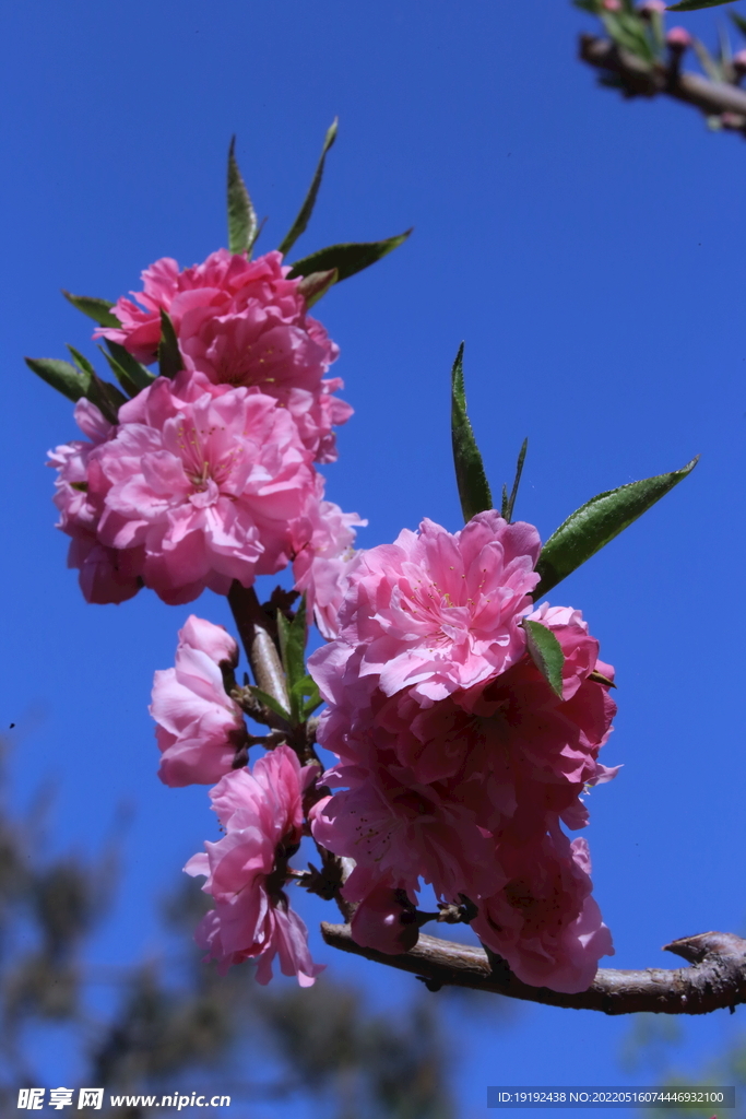 碧桃花 