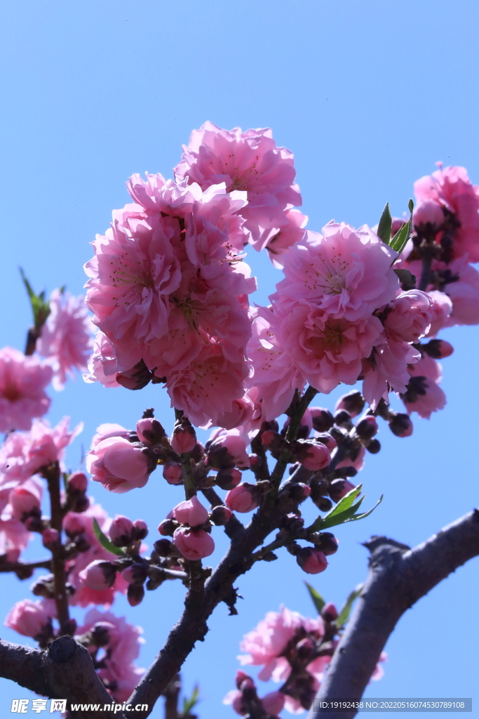 碧桃花 