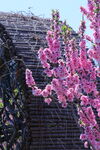 碧桃花 