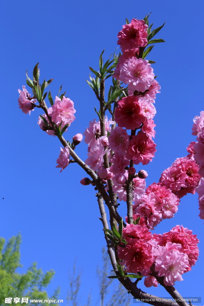 碧桃花
