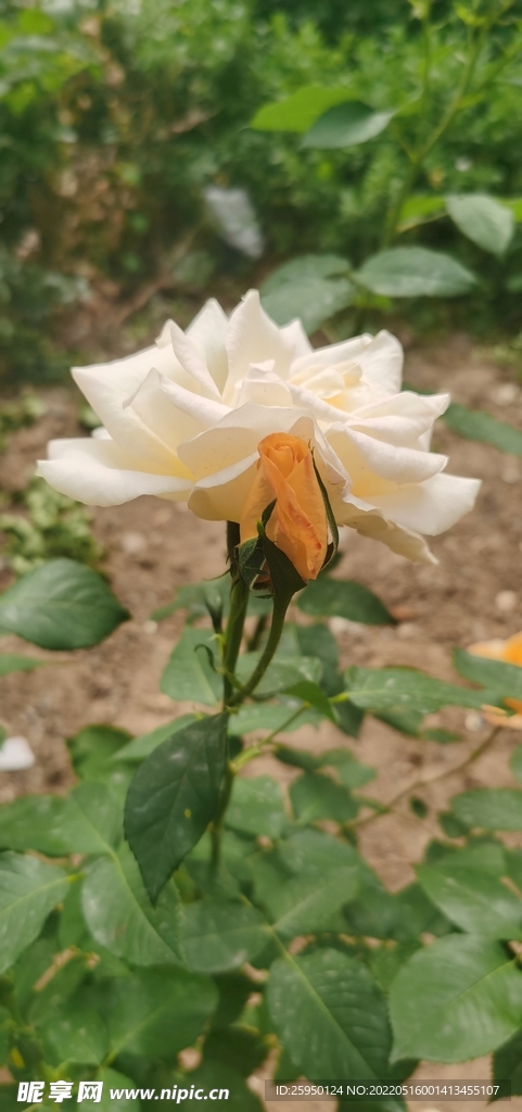 白玫瑰 