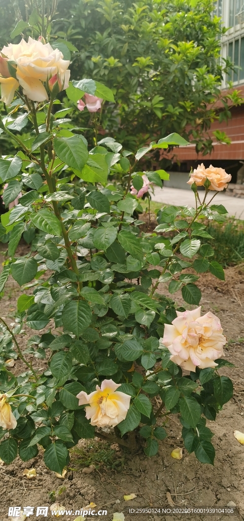 白玫瑰