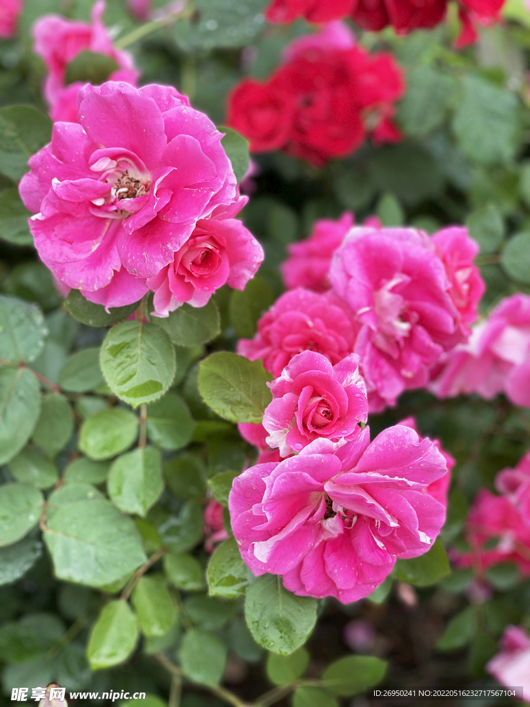 月季花