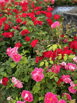 月季花