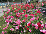 月季花