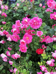 月季花