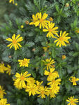 小黄花