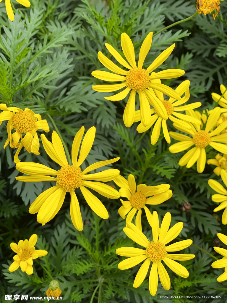 小黄花