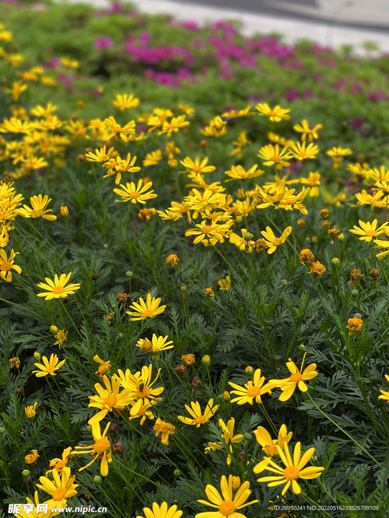 小黄花