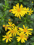 小黄花