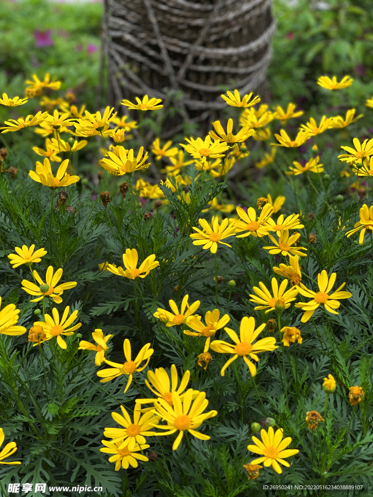 小黄花