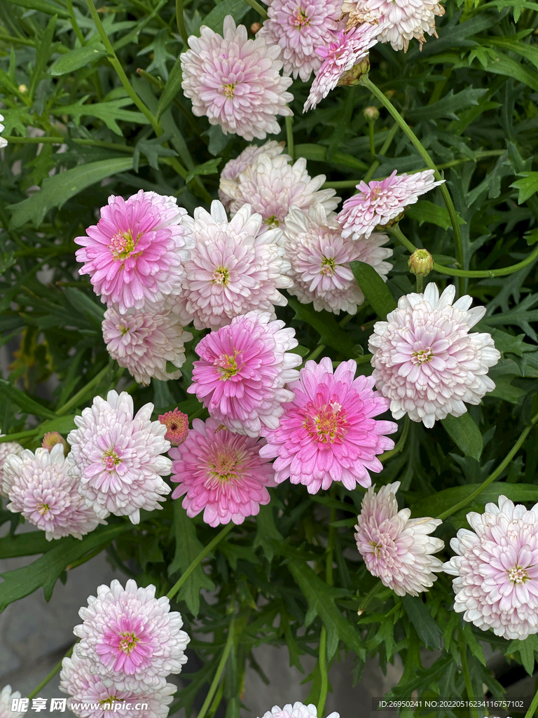 花朵