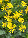 小黄花