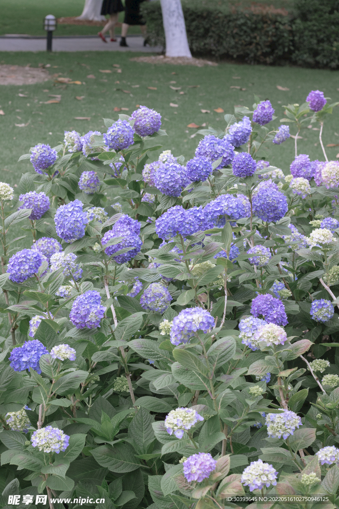 绣球花
