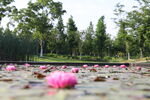 莲花睡莲
