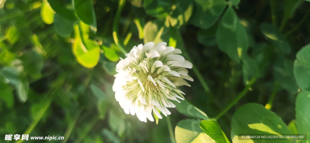 夕阳下的小白花