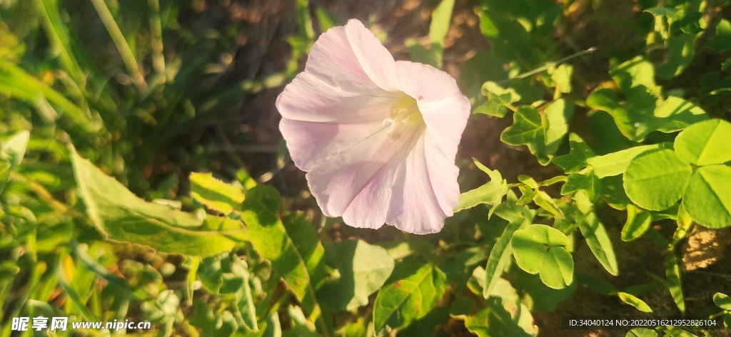 夕阳下的牵牛花