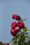 月季花