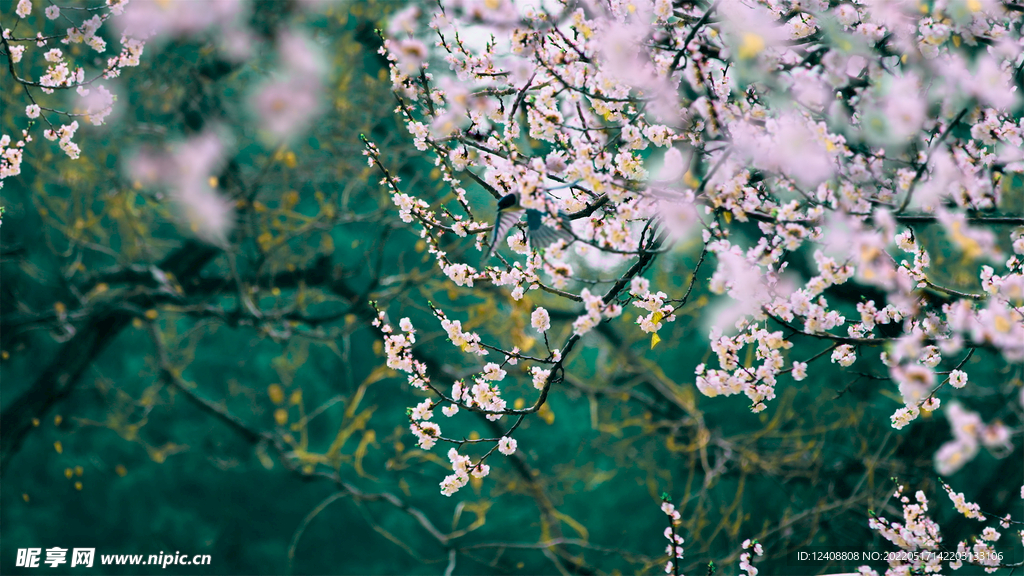 花儿