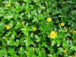 小黄花
