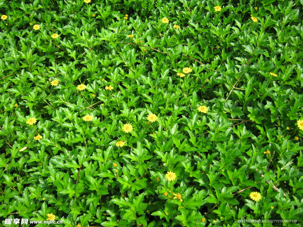 花草