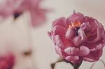 花卉