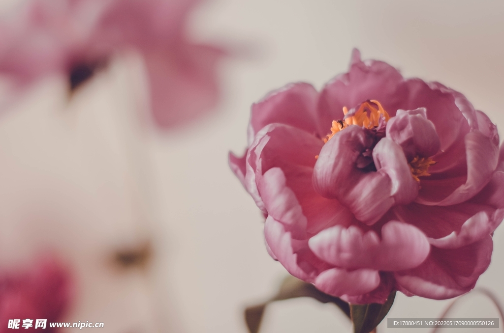 花卉