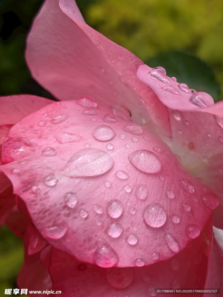 花卉