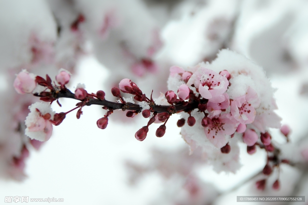 花卉
