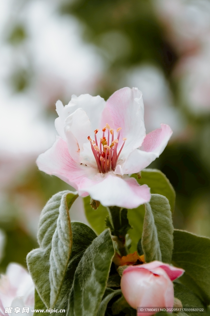 扁桃花