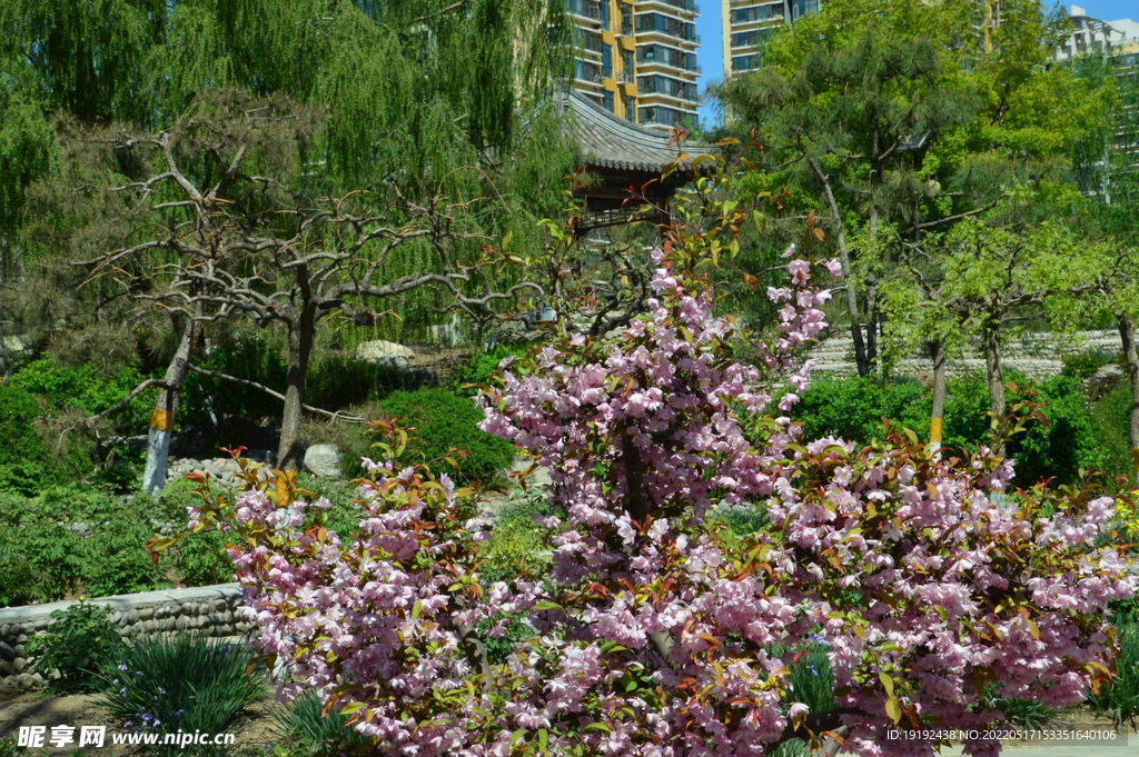 垂丝海棠花