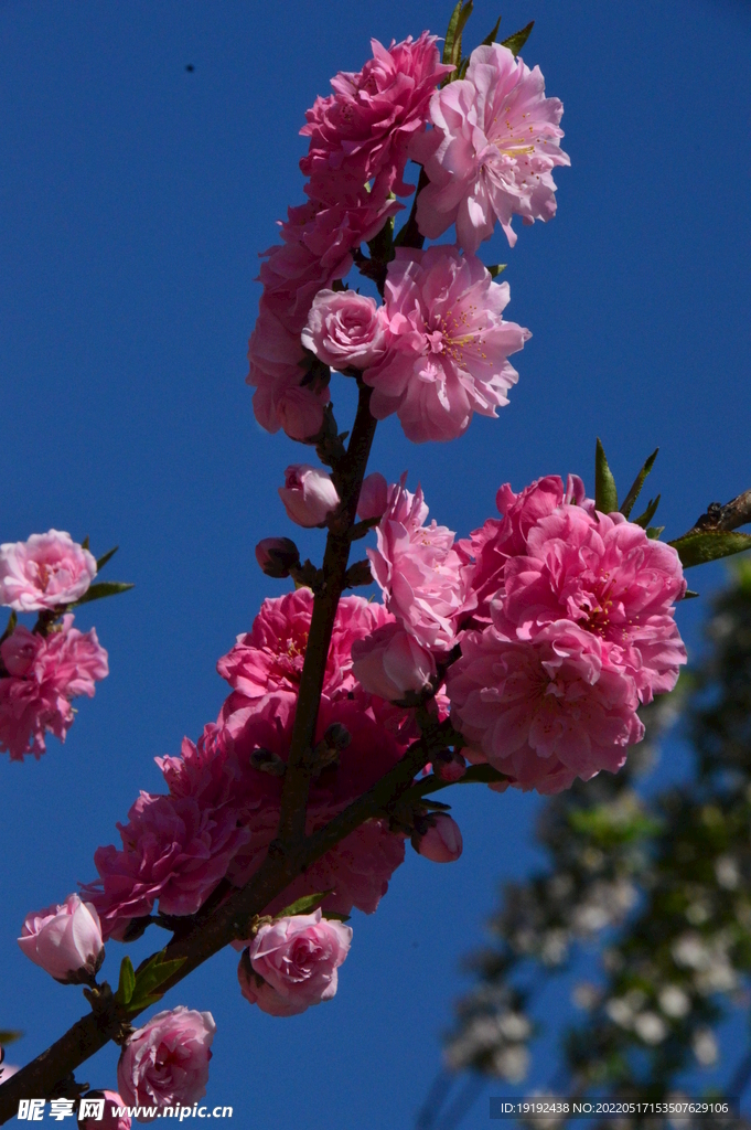 碧桃花