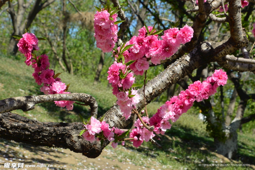 碧桃花 